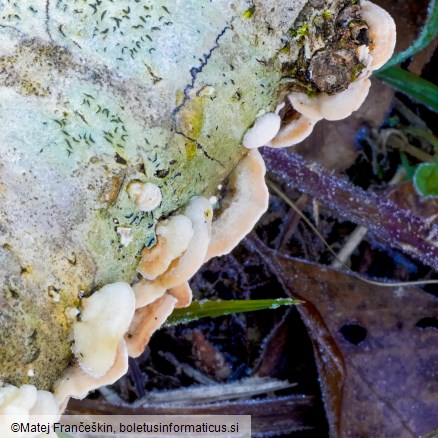 Steccherinum ochraceum