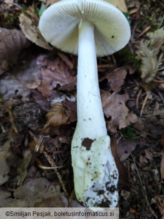 Amanita vaginata