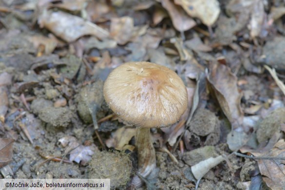 Cyclocybe erebia