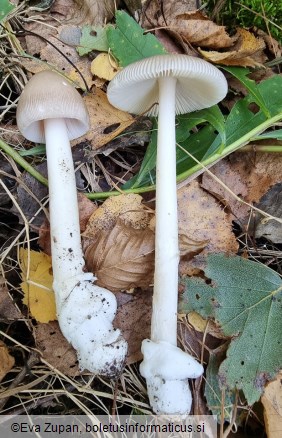 Amanita betulae