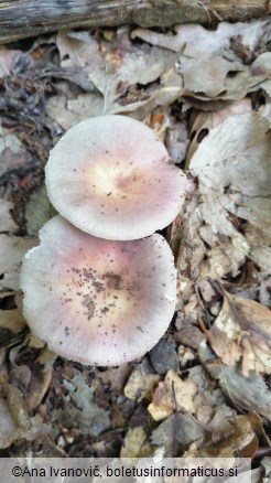 Russula vesca