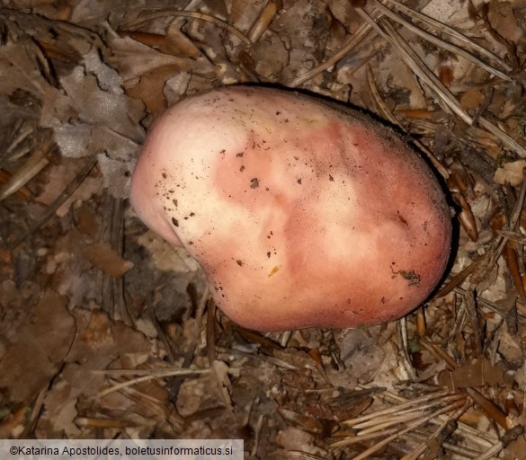 Russula rosea