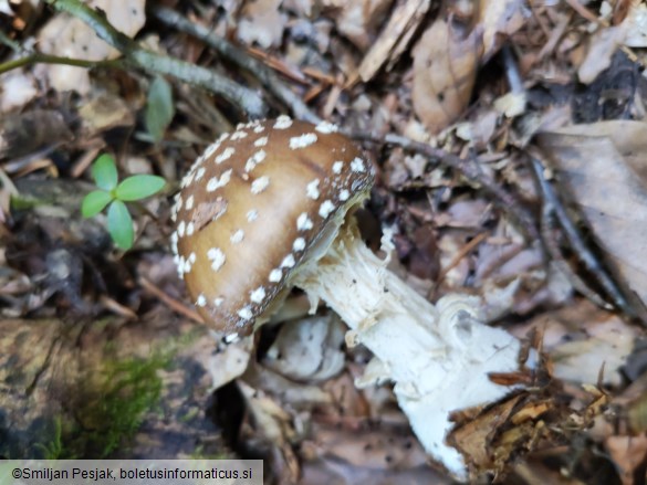 Amanita pantherina