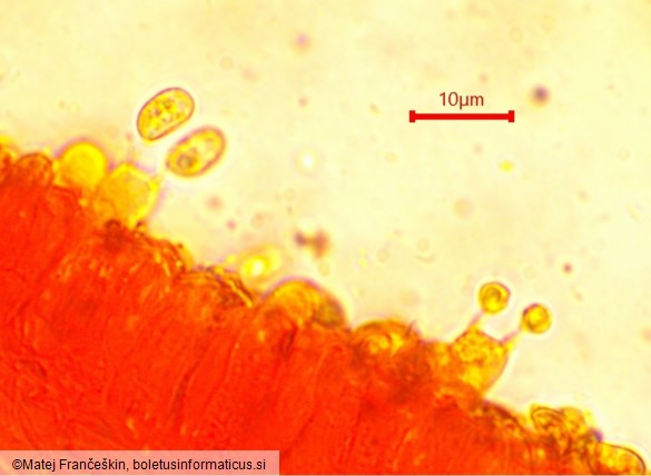 Tubaria hiemalis