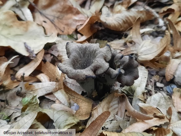 Craterellus cornucopioides