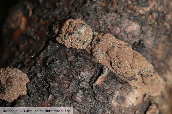 Hypoxylon perforatum