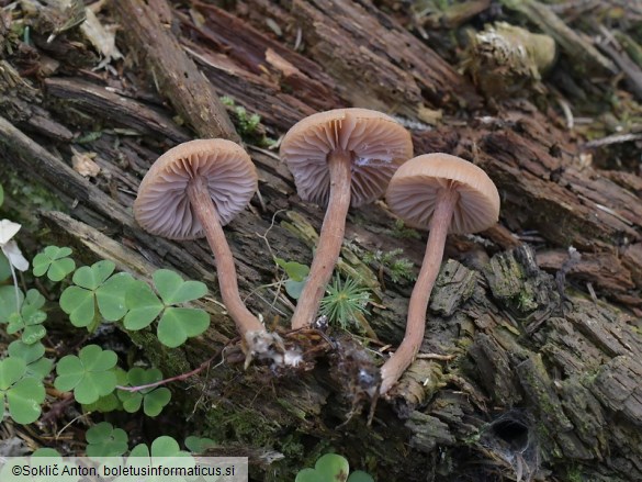 Laccaria macrocystidiata