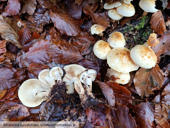 Pholiota elegans