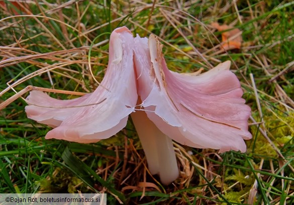 Porpolomopsis calyptriformis