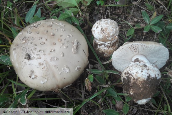 Amanita strobiliformis