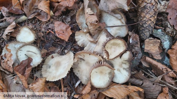 Marasmius wynneae