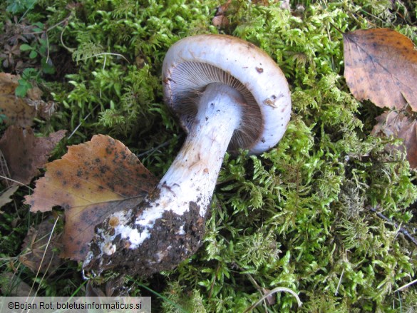 Cortinarius largus