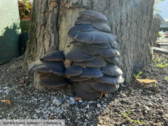 Pleurotus ostreatus