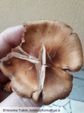 Cortinarius bulliardii