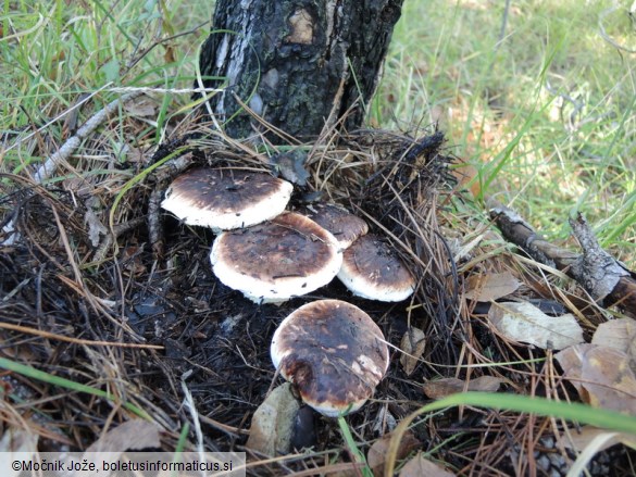 Tricholoma caligatum