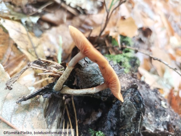 Galerina marginata