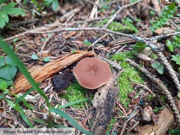 Gyromitra leucoxantha