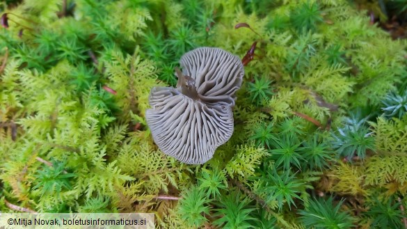 Omphaliaster asterosporus