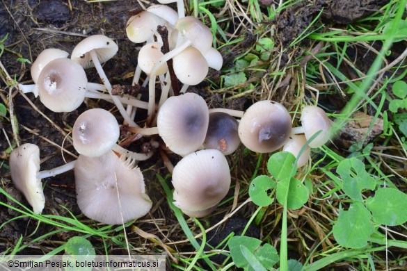 Marasmius wynnei