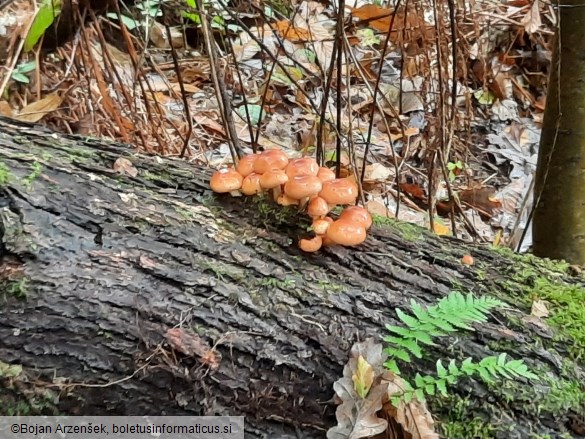 Hypholoma lateritium