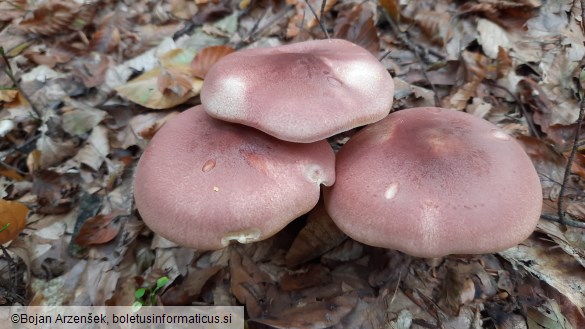 Tricholomopsis rutilans