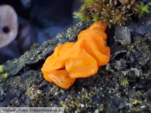 Tremella mesenterica