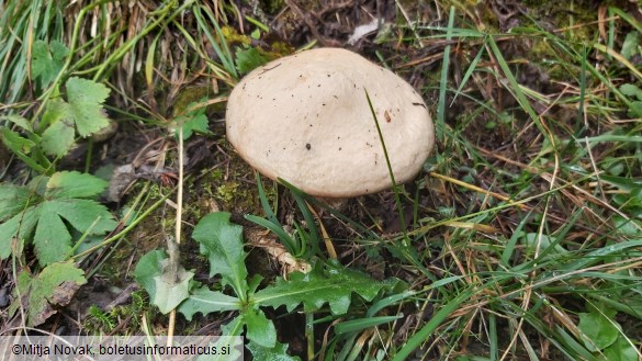 Suillus viscidus