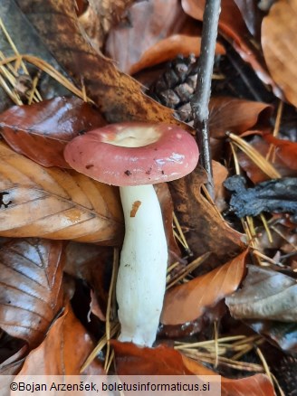 Russula caerulea