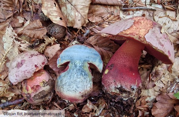 Rubroboletus rubrosanguineus