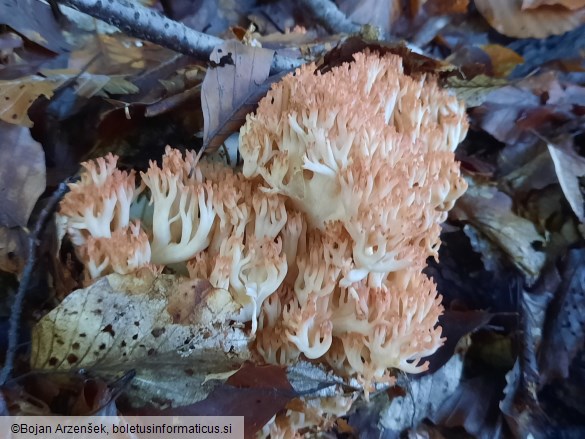 Ramaria botrytis