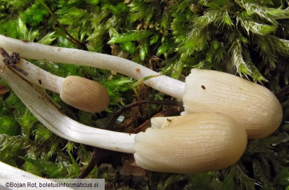 Coprinellus bisporus