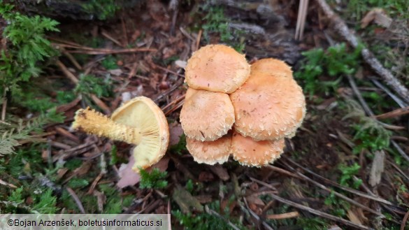 Pholiota flammans