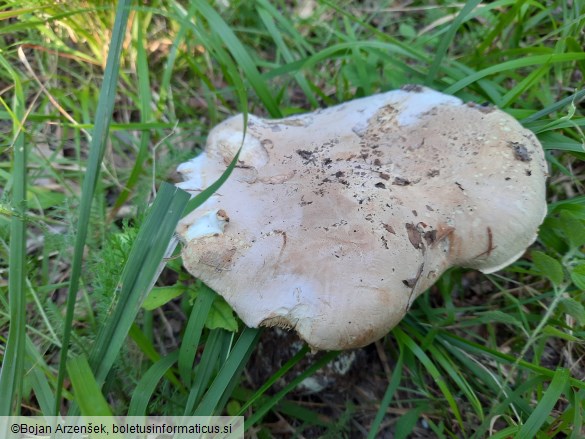 Leucopaxillus tricolor