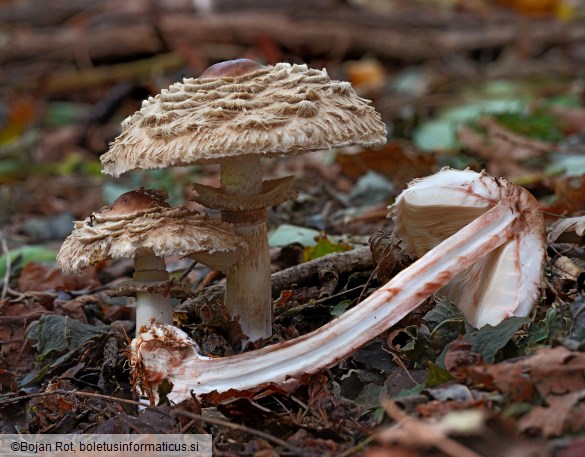 Chlorophyllum olivieri