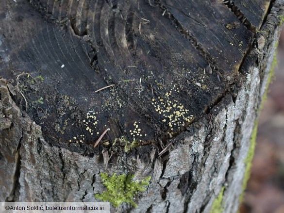 Bisporella subpallida