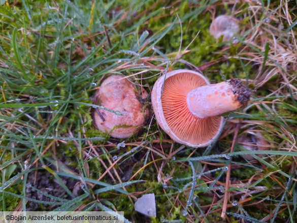 Lactarius quieticolor