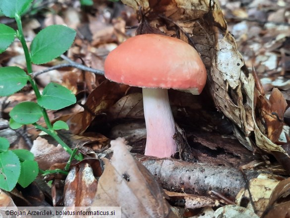 Russula lepida