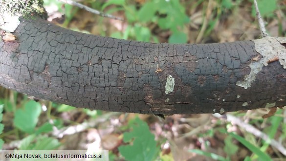 Diatrype decorticata