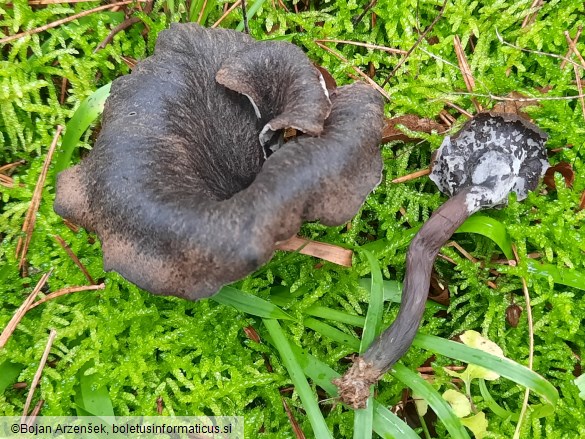 Craterellus cornucopioides