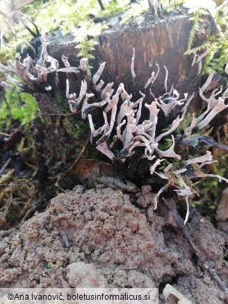 Xylaria hypoxylon