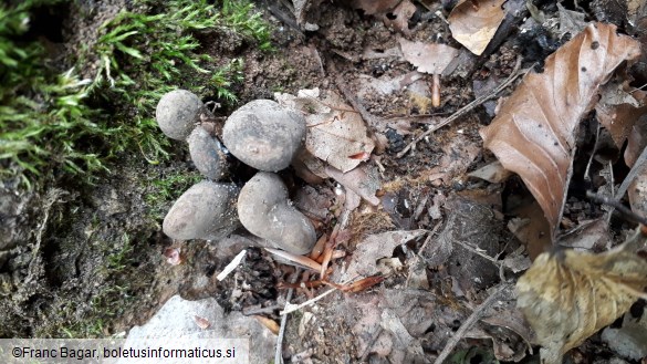 Xylaria polymorpha