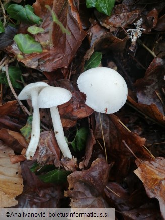 Hygrophorus eburneus