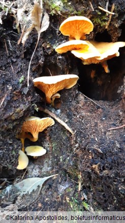 Hygrophoropsis aurantiaca