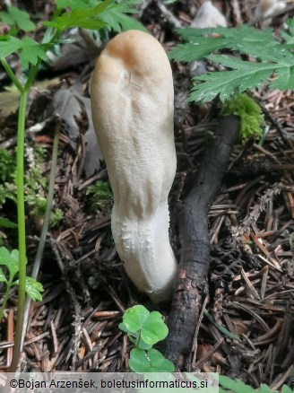 Podostroma leucopus