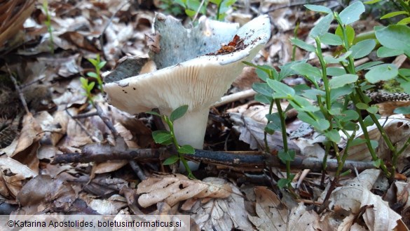 Russula aeruginea