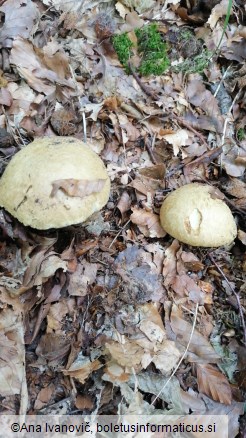 Gyroporus castaneus