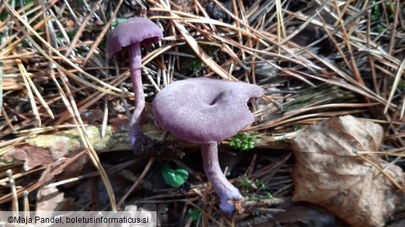 Laccaria amethystina