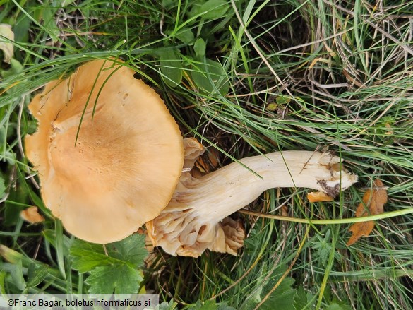 Hygrocybe pratensis