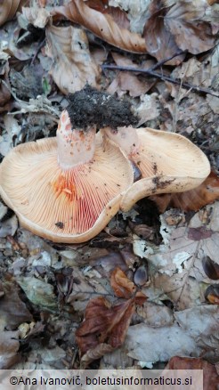 Lactarius deterrimus
