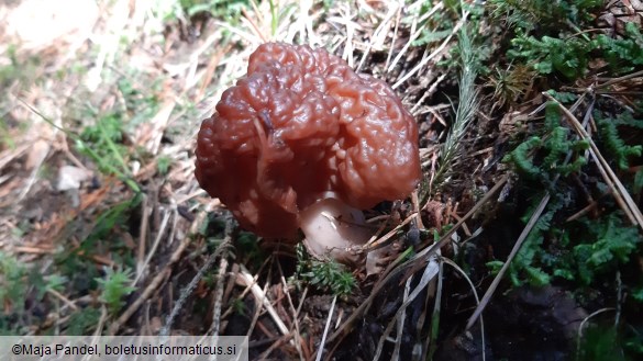 Gyromitra esculenta